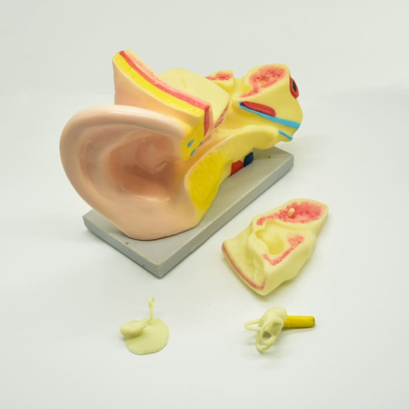 Модель «Ухо человека»