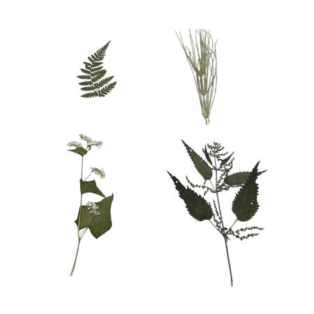 Гербарий Систематика растений. Высшие споровые и семенные (раздаточный) Гербарий Систематика растений. Высшие споровые и семенные (раздаточный)