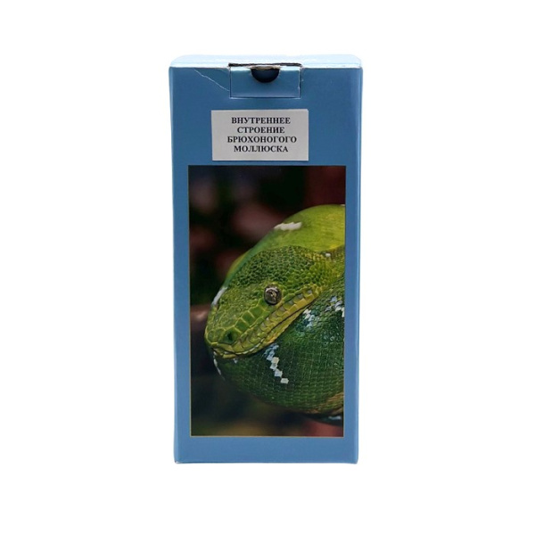 Влажный препарат Внутреннее строение брюхоногого моллюска