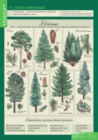 Растения. Грибы. Бактерии (Комплект таблиц 14 шт. Биология 6 кл.) 5-8504-014