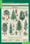 Растения. Грибы. Бактерии (Комплект таблиц 14 шт. Биология 6 кл.) 5-8504-014