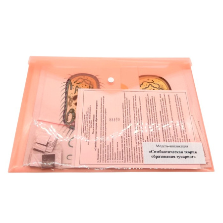 Модель-аппликация Симбиотическая теория образования эукариот