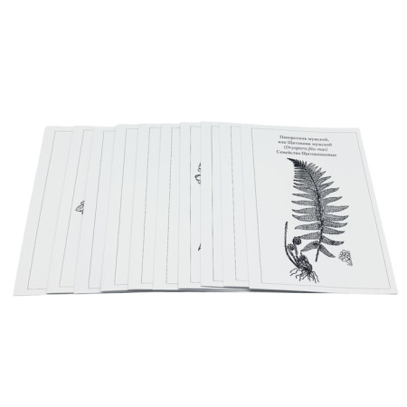 Гербарий Систематика растений. Высшие споровые и семенные (раздаточный) Гербарий Систематика растений. Высшие споровые и семенные (раздаточный)