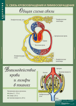 Человек (Комплект таблиц 12 шт. Биология 8-9 кл.) 5-8691-012 Человек (Комплект таблиц 12 шт. Биология 8-9 кл.) 5-8691-012