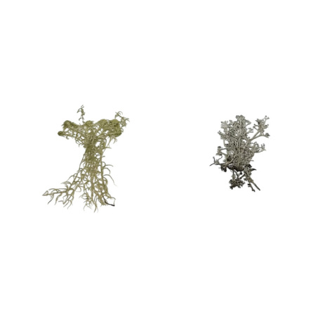 Гербарий для курса географии (20 видов)