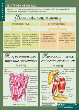 Человек (Комплект таблиц 12 шт. Биология 8-9 кл.) 5-8691-012 Человек (Комплект таблиц 12 шт. Биология 8-9 кл.) 5-8691-012