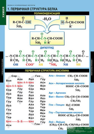 Белки и нуклеиновые кислоты (Комплект таблиц 8 шт. Химия) 2-080-490