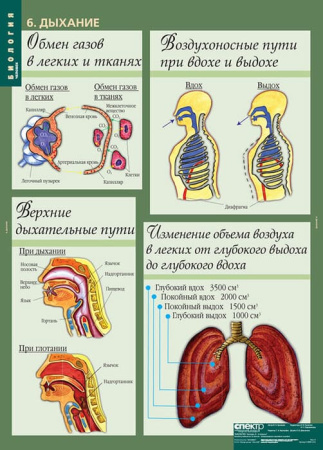 Человек (Комплект таблиц 12 шт. Биология 8-9 кл.) 5-8691-012 Человек (Комплект таблиц 12 шт. Биология 8-9 кл.) 5-8691-012