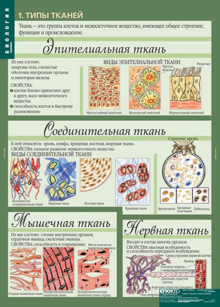 Человек (Комплект таблиц 12 шт. Биология 8-9 кл.) 5-8691-012 Человек (Комплект таблиц 12 шт. Биология 8-9 кл.) 5-8691-012
