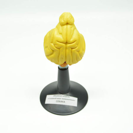 Комплект моделей «Строение головного мозга позвоночных» Комплект моделей «Строение головного мозга позвоночных»