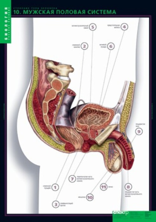 Строение тела человека (Комплект таблиц 10 шт.+ 80 карточек. Биология) 2-073-457