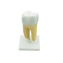 Модель «Зуб человека» Модель «Зуб человека»