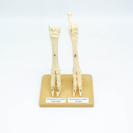 Модель «Конечности овцы» (скелет) Модель «Конечности овцы» (скелет)