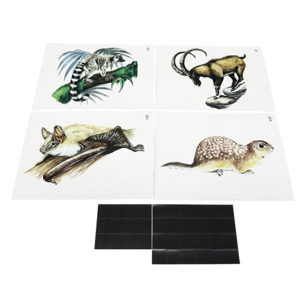 Модель-аппликация Многообразие хордовых. Млекопитающие