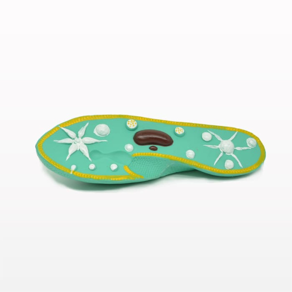 Модель «Инфузория-туфелька» Модель «Инфузория-туфелька»