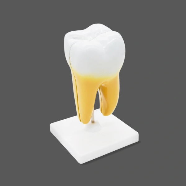 Модель «Зуб человека»