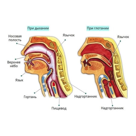 Строение тела человека. Интерактивное учебное пособие (v.5.0) (BOX. Наглядная Биология)