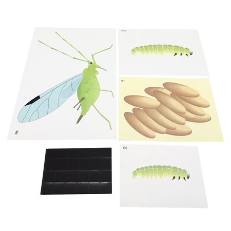 Модель-аппликация Развитие насекомых с полным и неполным превращением
