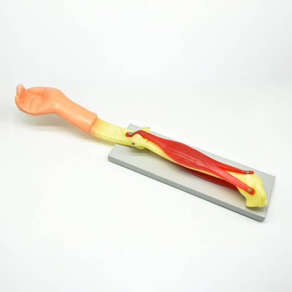 Модель «Локтевой сустав» Модель «Локтевой сустав»