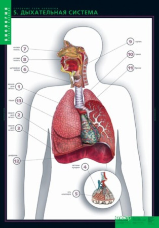 Строение тела человека (Комплект таблиц 10 шт.+ 80 карточек. Биология) 2-073-457