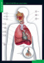 Строение тела человека (Комплект таблиц 10 шт.+ 80 карточек. Биология) 2-073-457