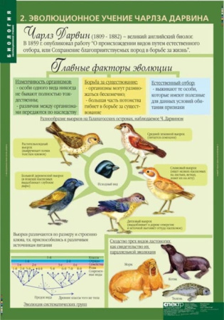 Эволюционное учение (Комплект таблиц 10 шт. Биология 10-11 кл.) 5-8702-010 Эволюционное учение (Комплект таблиц 10 шт. Биология 10-11 кл.) 5-8702-010