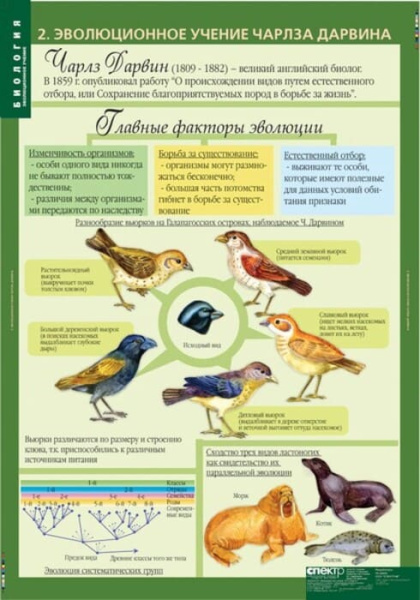 Эволюционное учение (Комплект таблиц 10 шт. Биология 10-11 кл.) 5-8702-010 Эволюционное учение (Комплект таблиц 10 шт. Биология 10-11 кл.) 5-8702-010