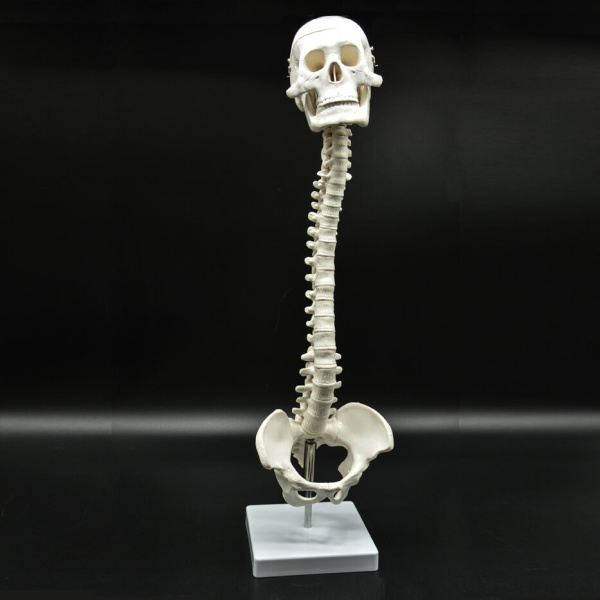 Модель «Позвоночник с черепом и тазом» Модель «Позвоночник с черепом и тазом»