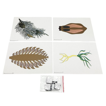 Модель-аппликация Размножение сосны