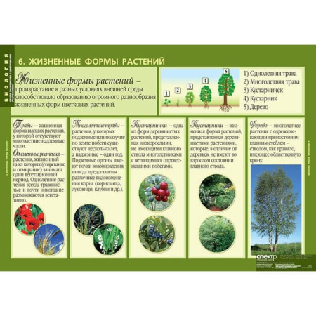 Общее знакомство с цветковыми растениями (Комплект таблиц 6 шт. Биология) 2-072-627