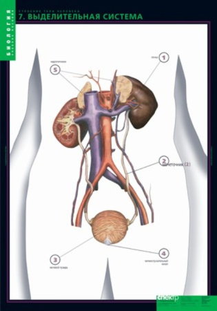 Строение тела человека (Комплект таблиц 10 шт.+ 80 карточек. Биология) 2-073-457
