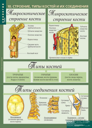 Человек (Комплект таблиц 12 шт. Биология 8-9 кл.) 5-8691-012 Человек (Комплект таблиц 12 шт. Биология 8-9 кл.) 5-8691-012