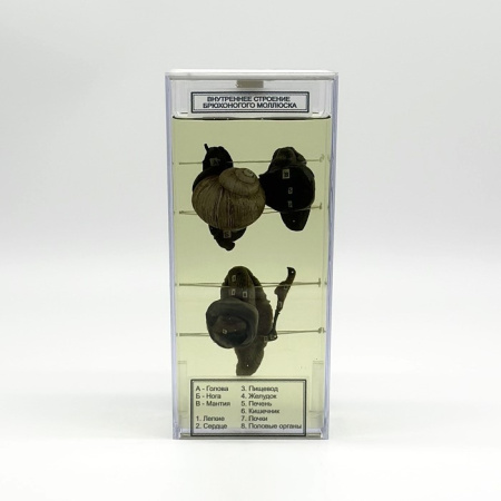 Влажный препарат Внутреннее строение брюхоногого моллюска