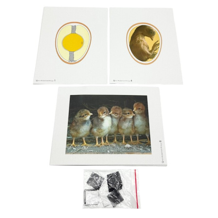 Модель-аппликация Цикл развития птицы