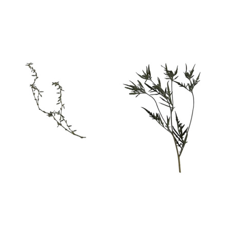 Гербарий Сорные растения (24 вида) Гербарий Сорные растения (24 вида)