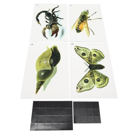 Модель-аппликация Многообразие беспозвоночных Модель-аппликация Многообразие беспозвоночных