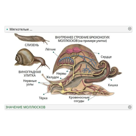 Животные. Интерактивное учебное пособие (v.5.0) (BOX. Наглядная Биология) 464-0008176510
