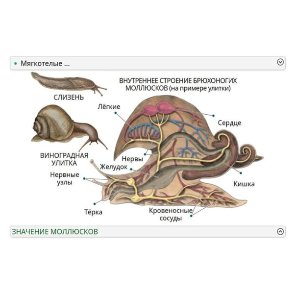 Животные. Интерактивное учебное пособие (v.5.0) (BOX. Наглядная Биология) 464-0008176510 Животные. Интерактивное учебное пособие (v.5.0) (BOX. Наглядная Биология) 464-0008176510
