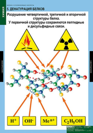 Белки и нуклеиновые кислоты (Комплект таблиц 8 шт. Химия) 2-080-490
