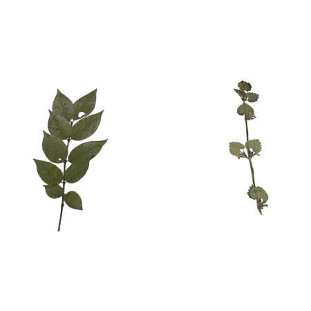 Гербарий Ядовитые растения (20 видов) Гербарий Ядовитые растения (20 видов)