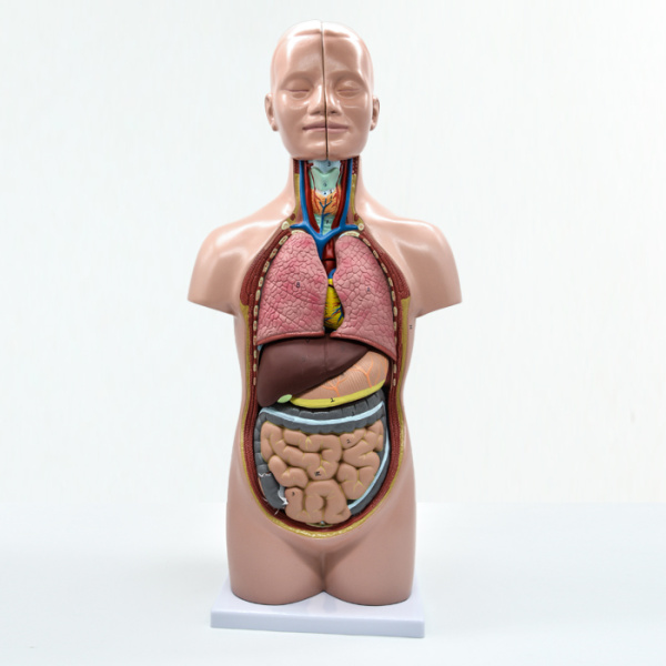 Модель «Торс человека», 48 см, 12 частей Модель «Торс человека», 48 см, 12 частей