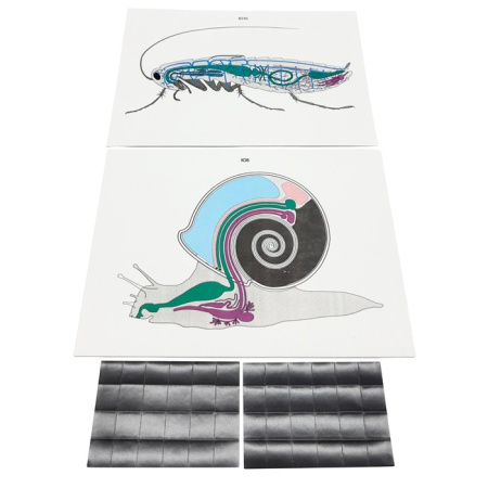 Модель-аппликация Эволюция систем органов беспозвоночных животных