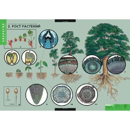 Растение - живой организм (Комплект таблиц 4 шт. Биология) 2-072-633