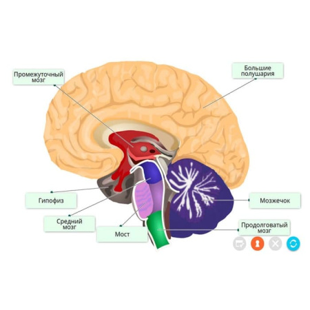 Строение тела человека. Интерактивное учебное пособие (v.5.0) (BOX. Наглядная Биология)