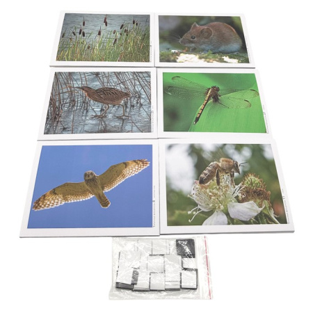 Модель-аппликация Типичные биоценозы