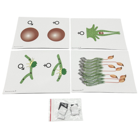 Модель-аппликация Размножение мха