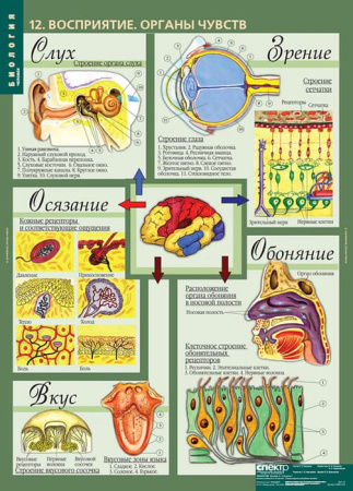 Человек (Комплект таблиц 12 шт. Биология 8-9 кл.) 5-8691-012 Человек (Комплект таблиц 12 шт. Биология 8-9 кл.) 5-8691-012