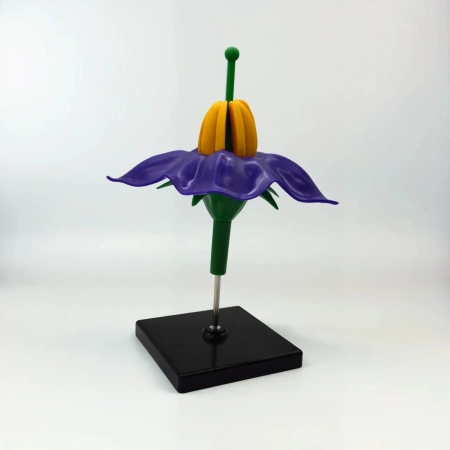 Модель «Цветок картофеля», фиолетовый