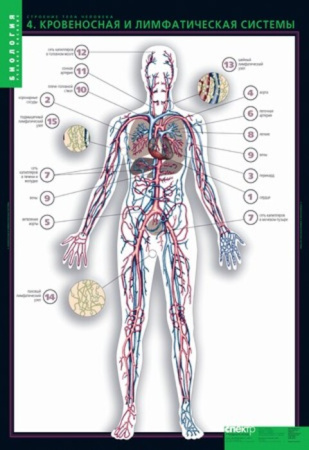 Строение тела человека (Комплект таблиц 10 шт.+ 80 карточек. Биология) 2-073-457