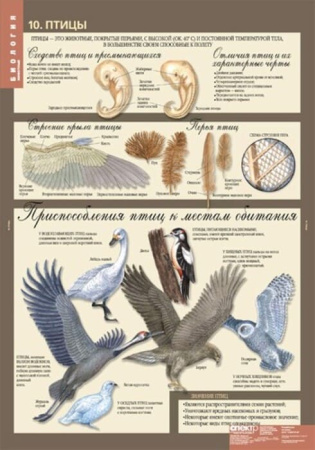 Животные (Комплект таблиц 12 шт. Биология 7 кл.) 5-8537-012